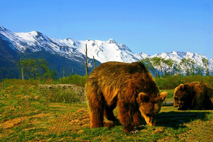 Alaska bears in their natural habitat with snow-capped mountains